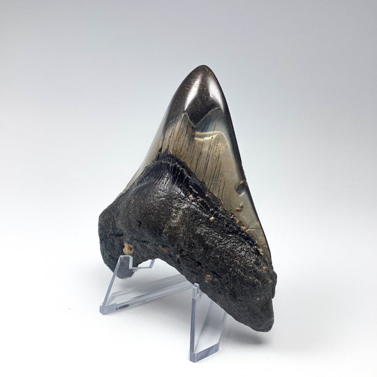 Fossilized Shark Tooth Specimen: Carcharodon Megalodon - Rocks and Gems Canada