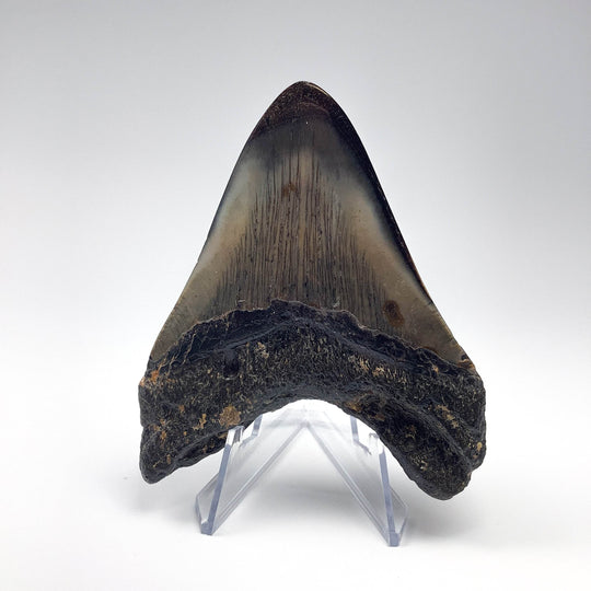 Fossilized Shark Tooth Specimen: Carcharodon Megalodon - Rocks and Gems Canada
