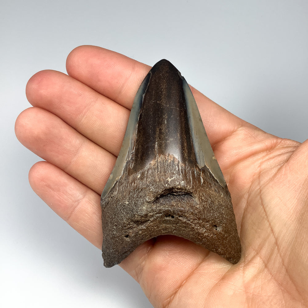 Fossilized Shark Tooth Specimen: Carcharodon Megalodon