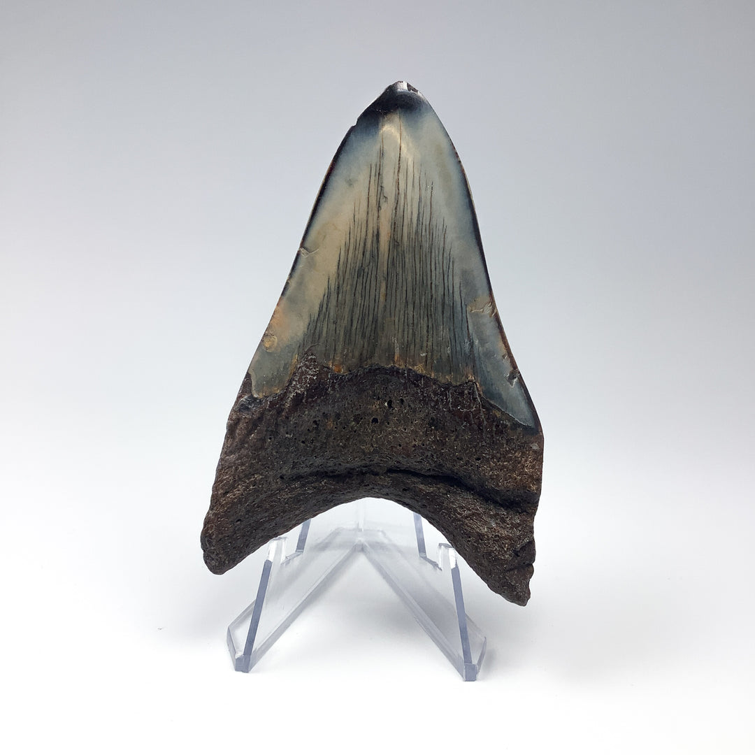 Fossilized Shark Tooth Specimen: Carcharodon Megalodon