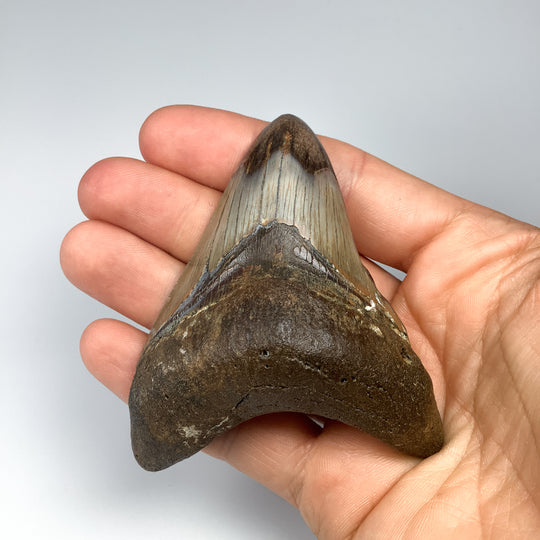 Fossilized Shark Tooth Specimen: Carcharodon Megalodon