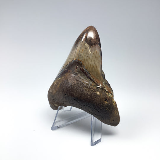 Fossilized Shark Tooth Specimen: Carcharodon Megalodon