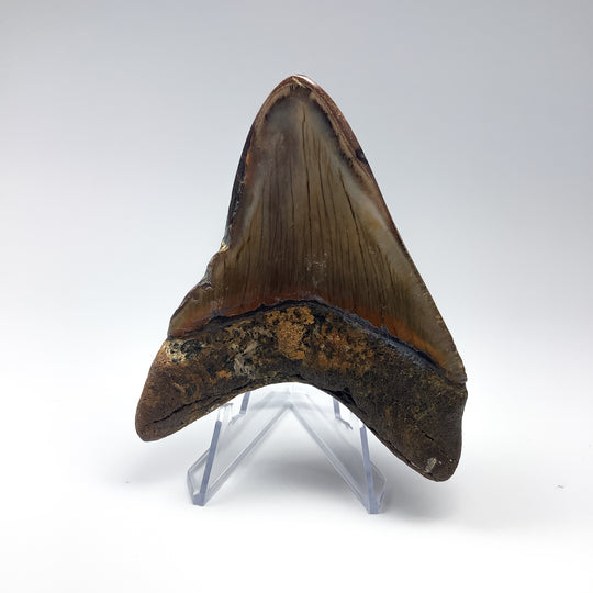 Fossilized Shark Tooth Specimen: Carcharodon Megalodon