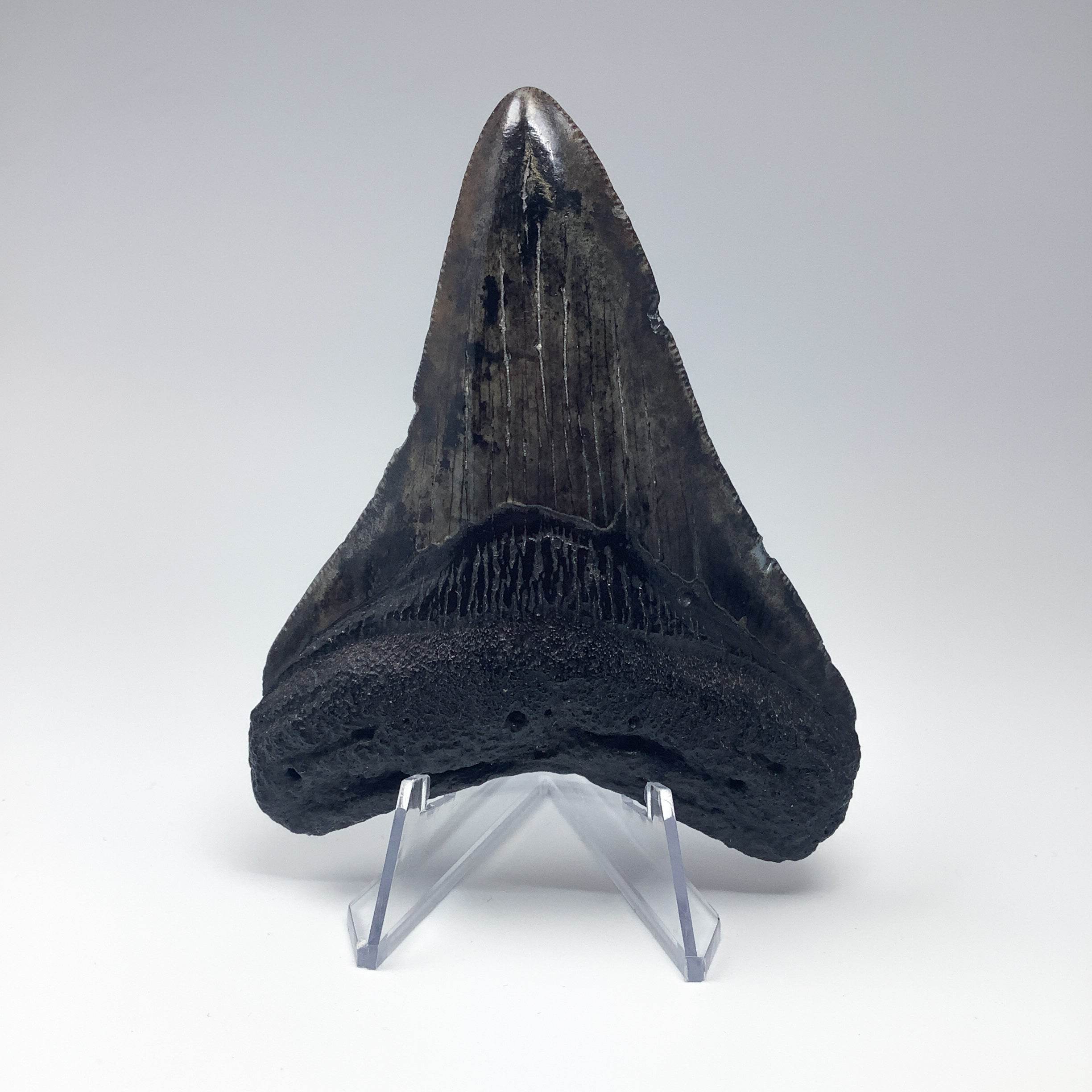 Fossilized Shark Tooth Specimen: Carcharodon Megalodon - Rocks and Gems Canada