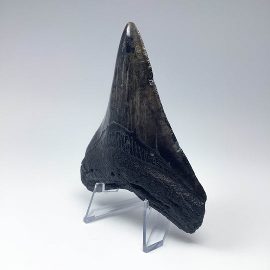 Fossilized Shark Tooth Specimen: Carcharodon Megalodon - Rocks and Gems Canada