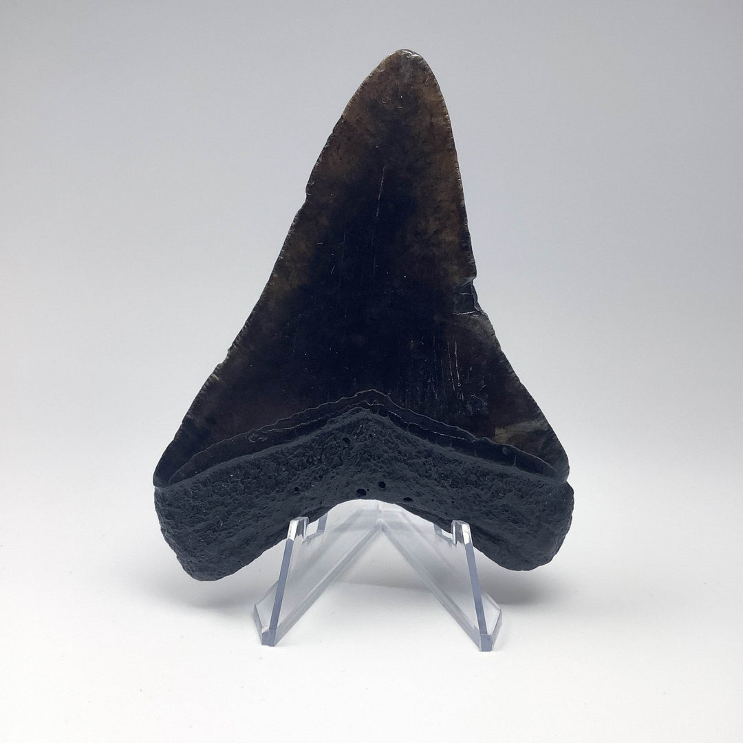 Fossilized Shark Tooth Specimen: Carcharodon Megalodon - Rocks and Gems Canada