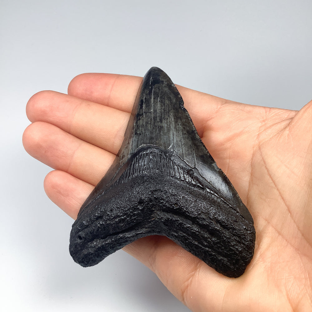 Fossilized Shark Tooth Specimen: Carcharodon Megalodon