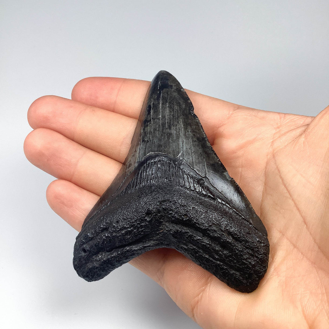 Fossilized Shark Tooth Specimen: Carcharodon Megalodon - Rocks and Gems Canada