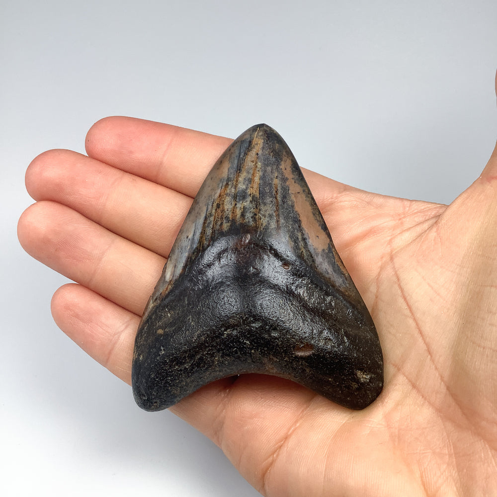 Fossilized Shark Tooth Specimen: Carcharodon Megalodon
