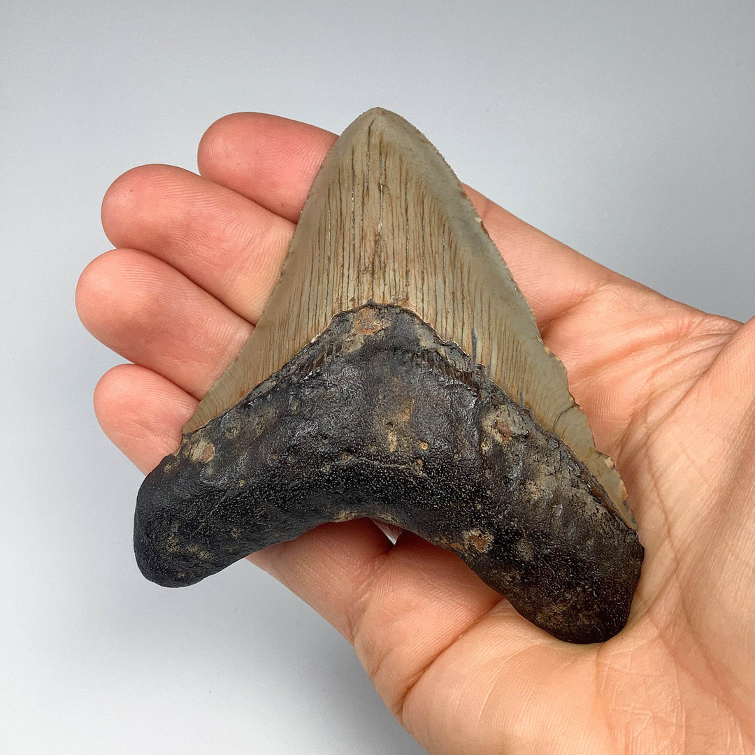 Fossilized Shark Tooth Specimen: Carcharodon Megalodon - Rocks and Gems Canada