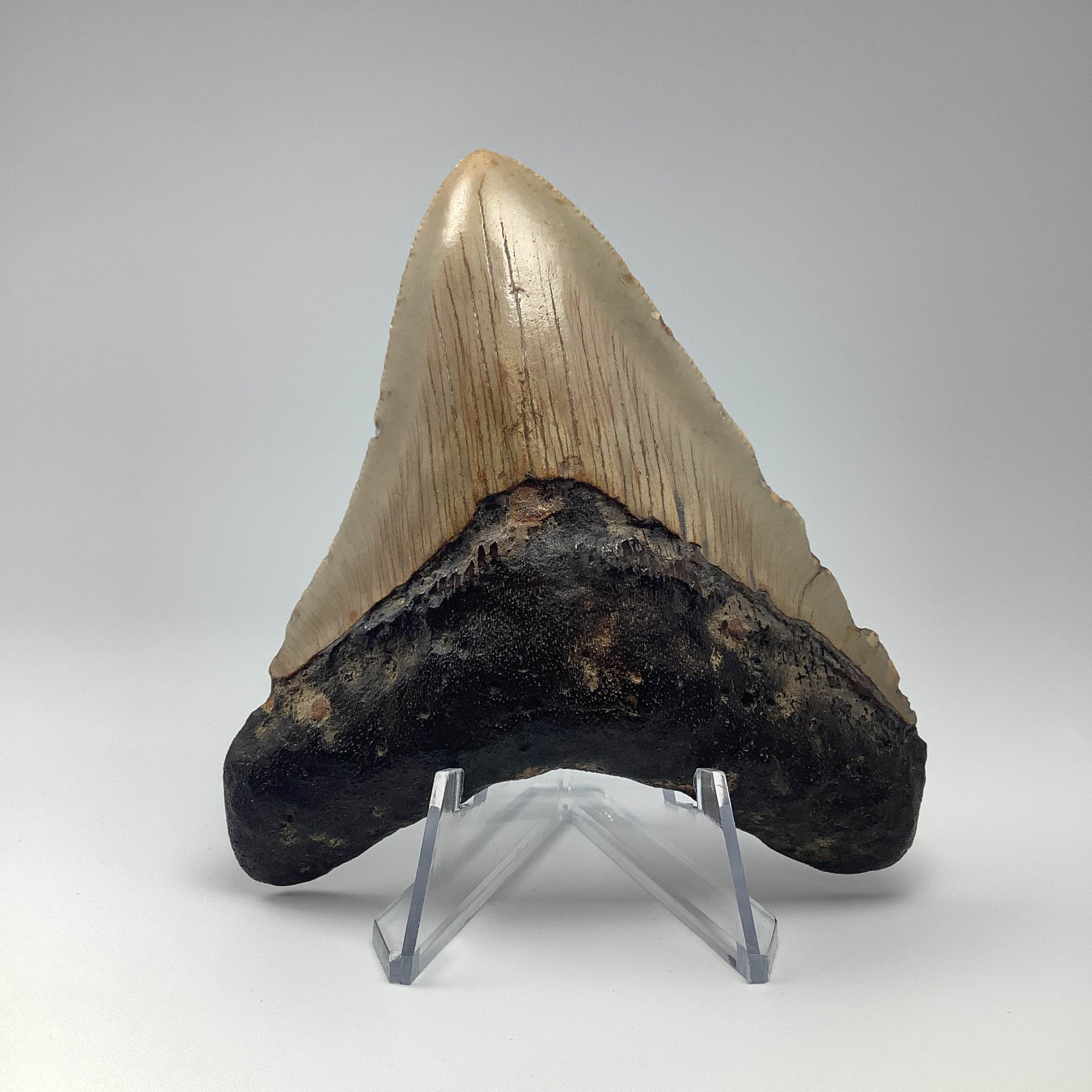 Fossilized Shark Tooth Specimen: Carcharodon Megalodon - Rocks and Gems Canada