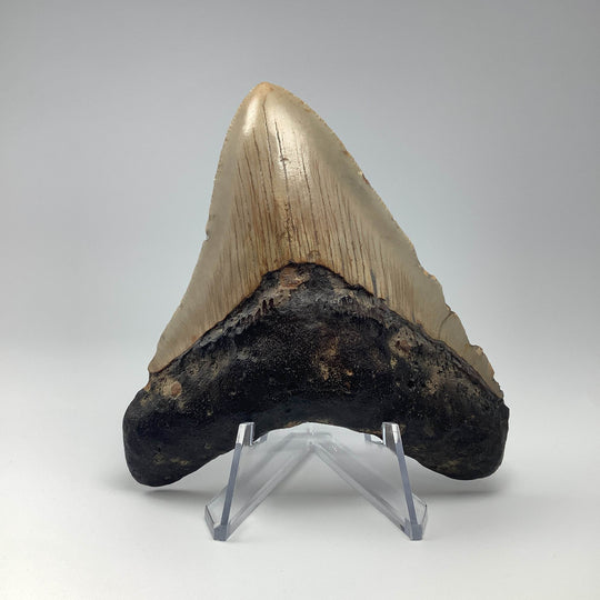 Fossilized Shark Tooth Specimen: Carcharodon Megalodon - Rocks and Gems Canada