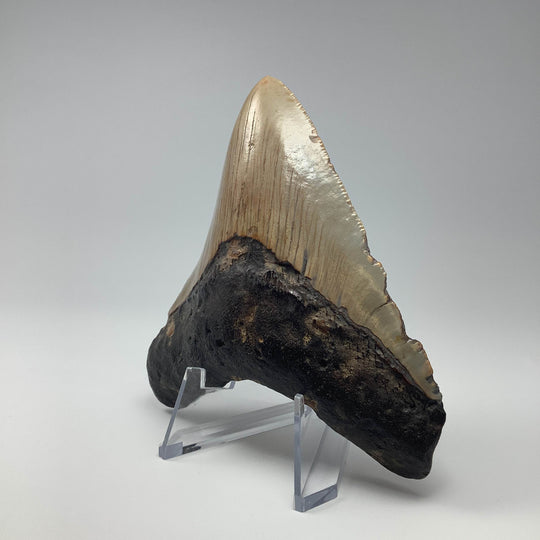 Fossilized Shark Tooth Specimen: Carcharodon Megalodon - Rocks and Gems Canada