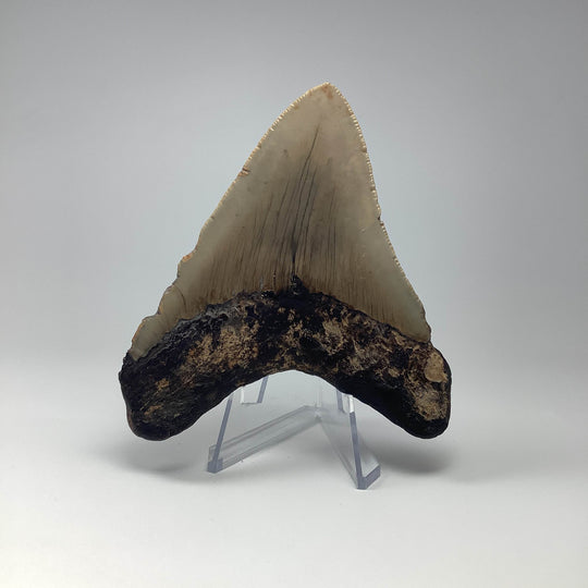 Fossilized Shark Tooth Specimen: Carcharodon Megalodon - Rocks and Gems Canada