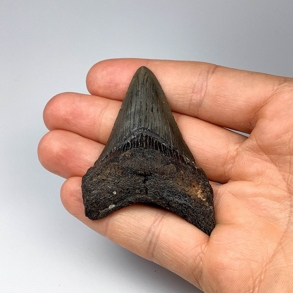 Fossilized Shark Tooth Specimen: Carcharodon Megalodon - Rocks and Gems Canada