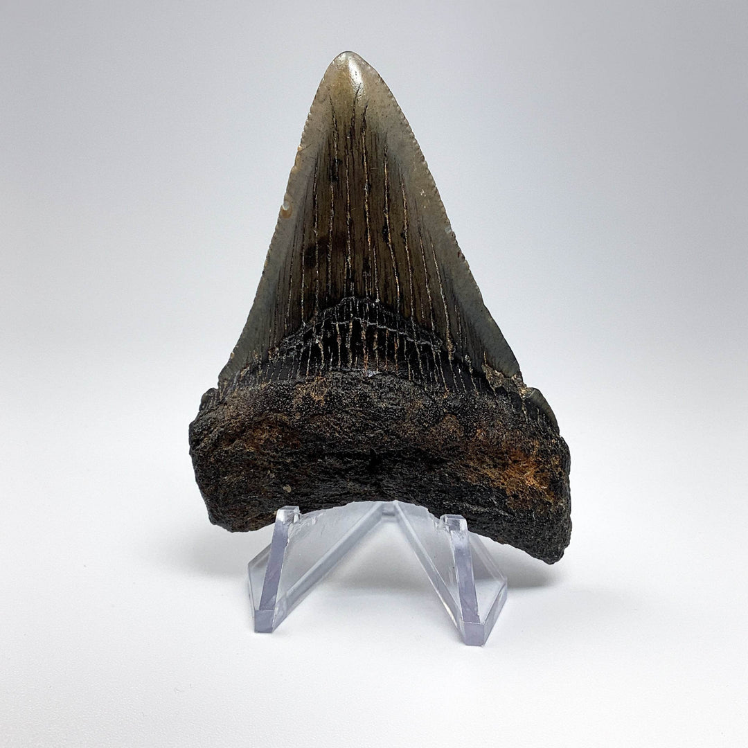 Fossilized Shark Tooth Specimen: Carcharodon Megalodon - Rocks and Gems Canada