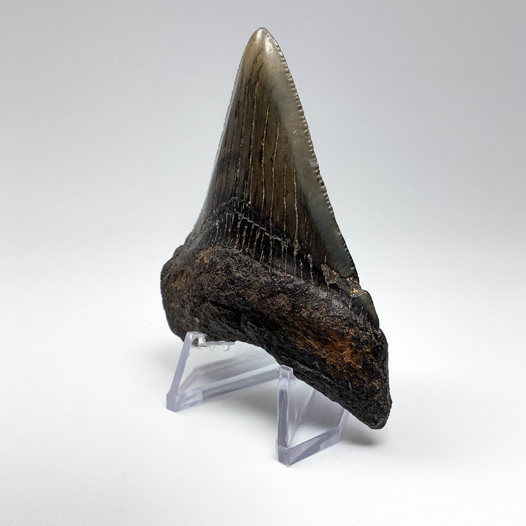 Fossilized Shark Tooth Specimen: Carcharodon Megalodon - Rocks and Gems Canada