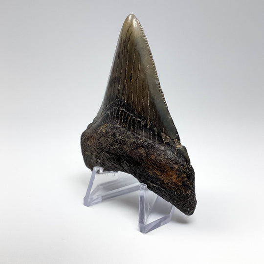 Fossilized Shark Tooth Specimen: Carcharodon Megalodon - Rocks and Gems Canada