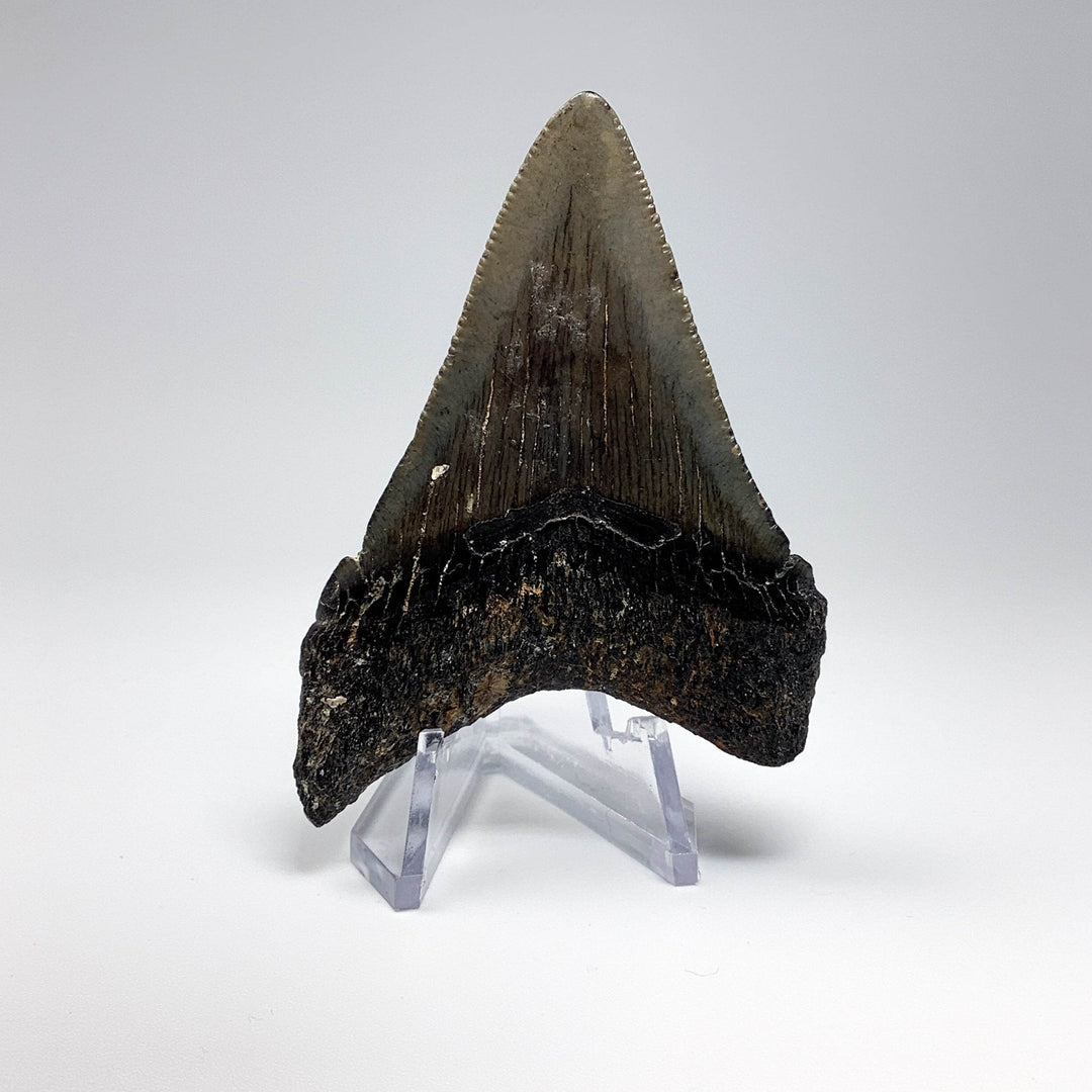 Fossilized Shark Tooth Specimen: Carcharodon Megalodon - Rocks and Gems Canada