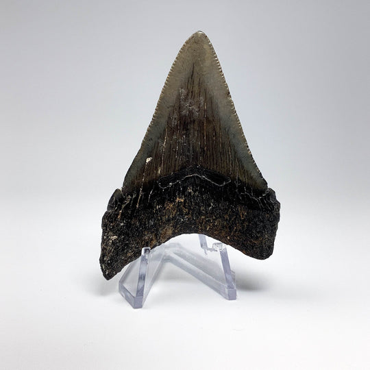 Fossilized Shark Tooth Specimen: Carcharodon Megalodon - Rocks and Gems Canada