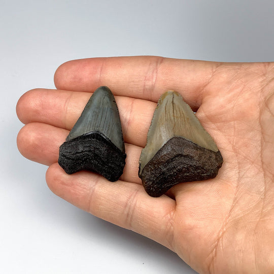 Fossilized Shark Tooth Specimen: Carcharodon Megalodon - Rocks and Gems Canada