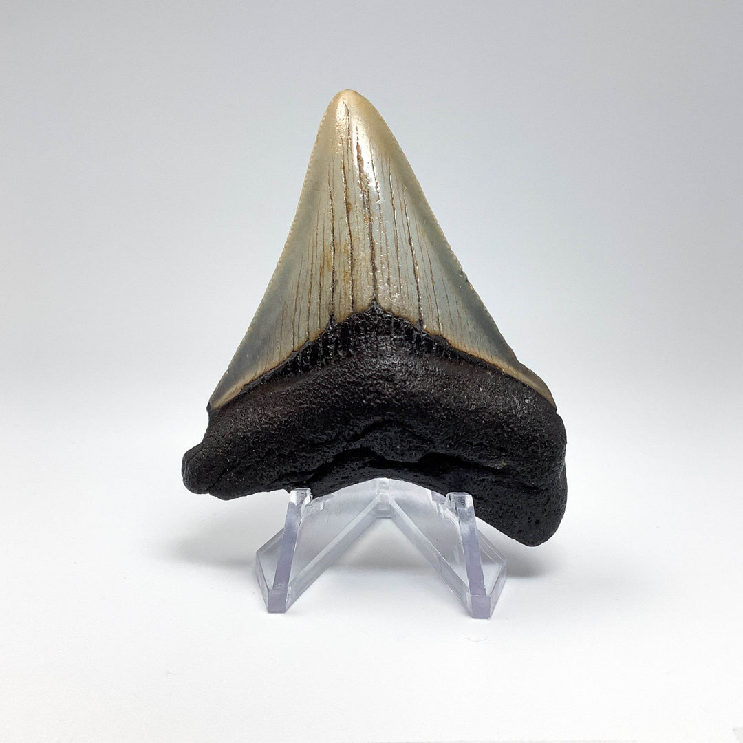 Fossilized Shark Tooth Specimen: Carcharodon Megalodon - Rocks and Gems Canada