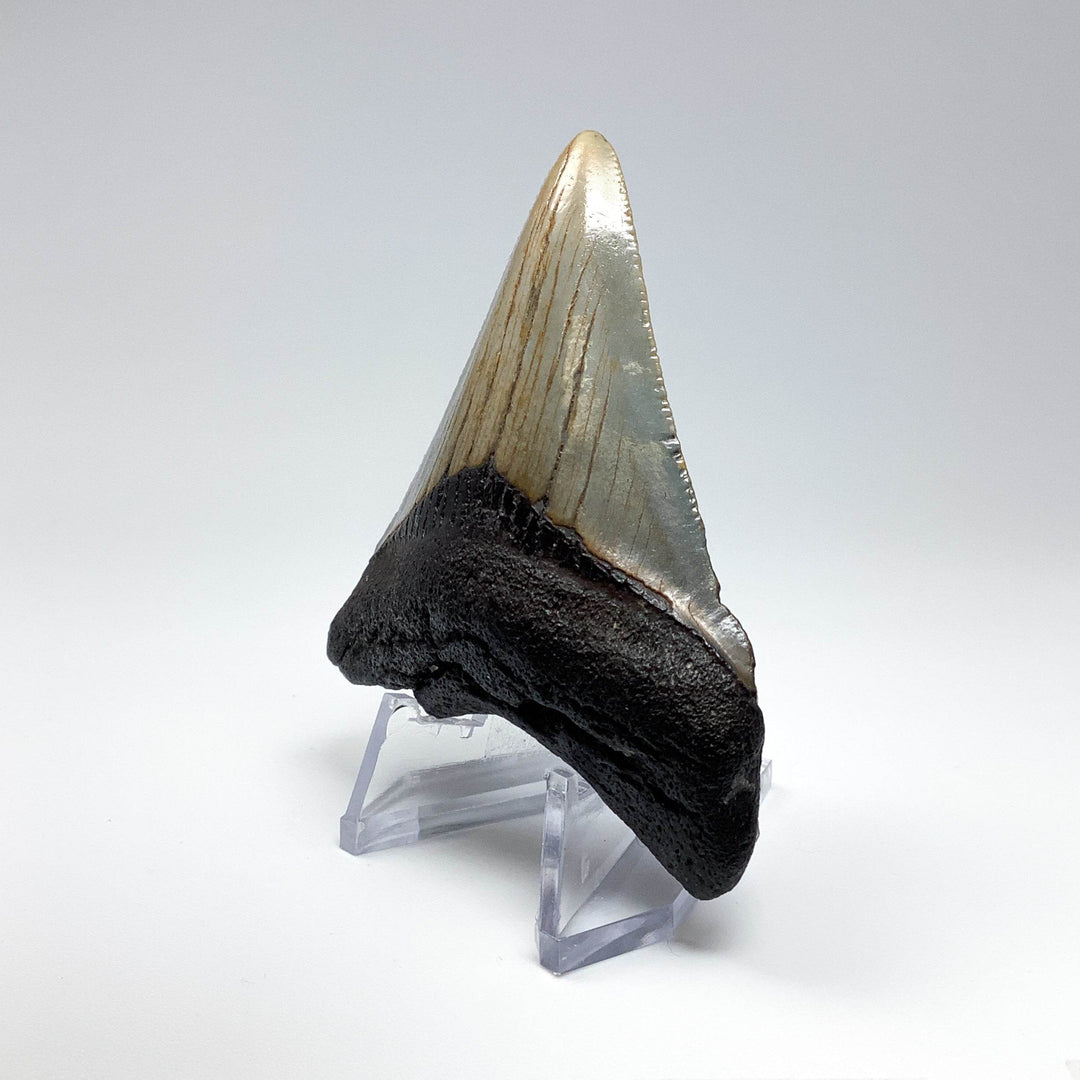 Fossilized Shark Tooth Specimen: Carcharodon Megalodon - Rocks and Gems Canada