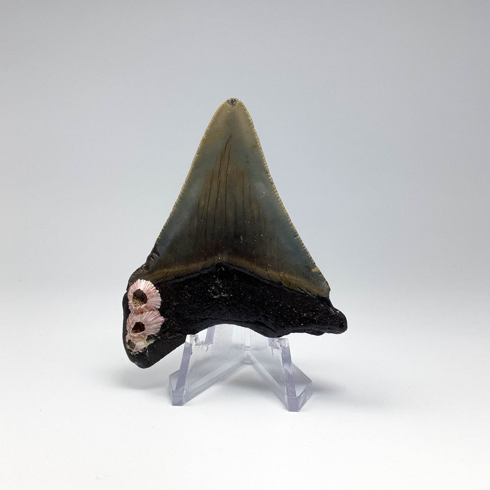 Fossilized Shark Tooth Specimen: Carcharodon Megalodon - Rocks and Gems Canada