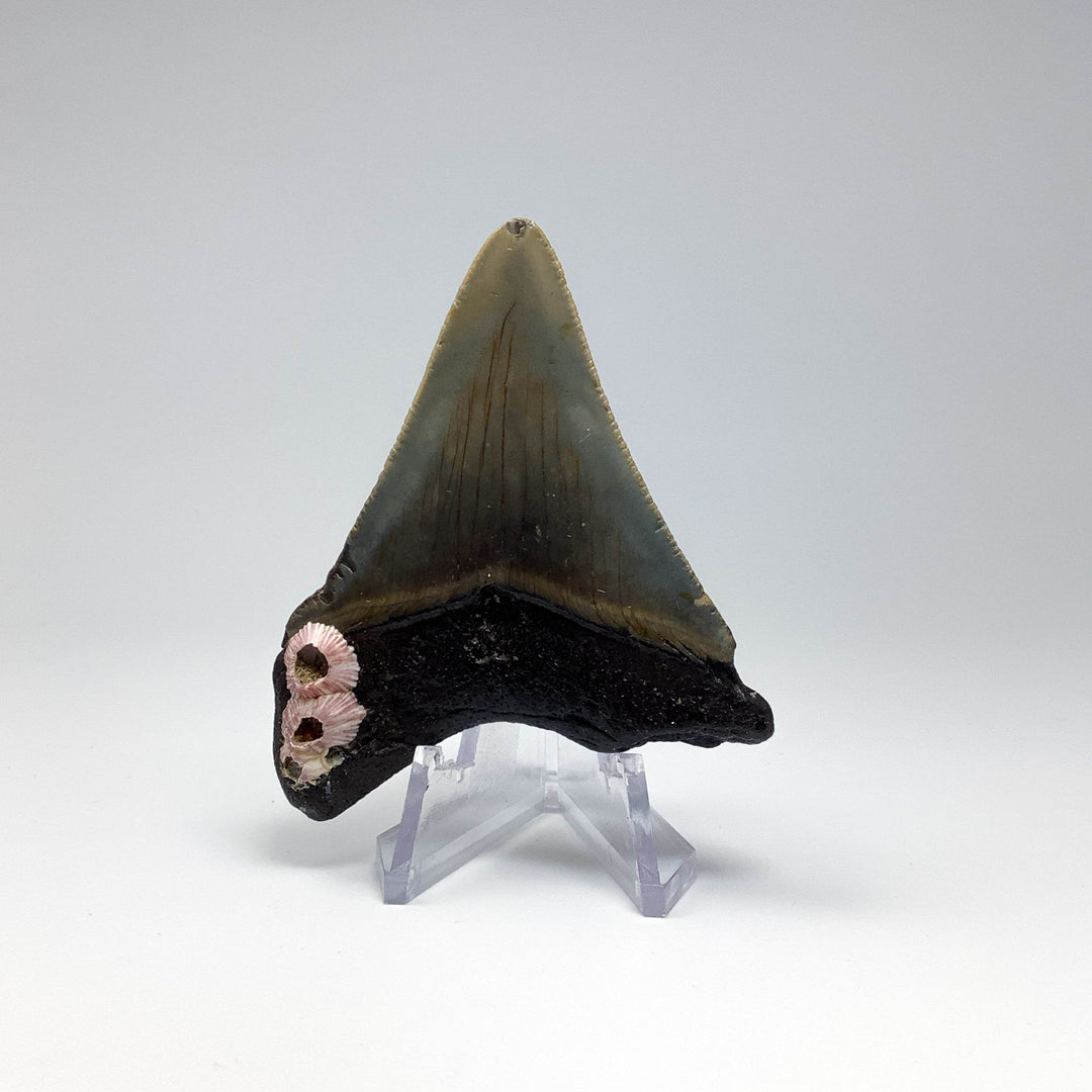 Fossilized Shark Tooth Specimen: Carcharodon Megalodon - Rocks and Gems Canada