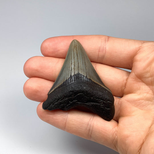 Fossilized Shark Tooth Specimen: Carcharodon Megalodon - Rocks and Gems Canada