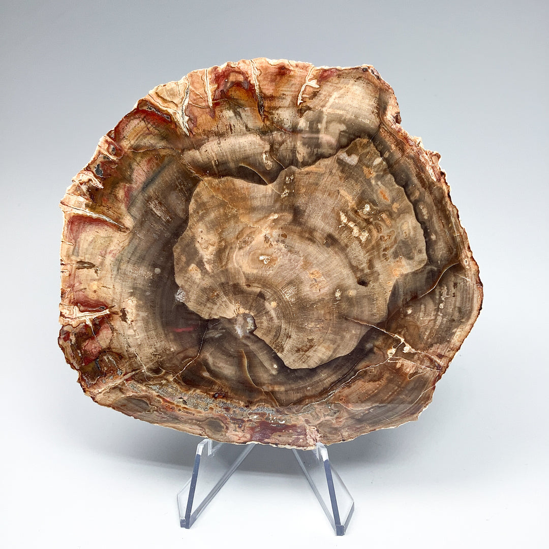 Petrified Wood Slice - Rocks and Gems Canada