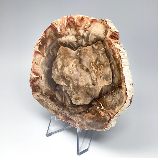 Petrified Wood Slice - Rocks and Gems Canada