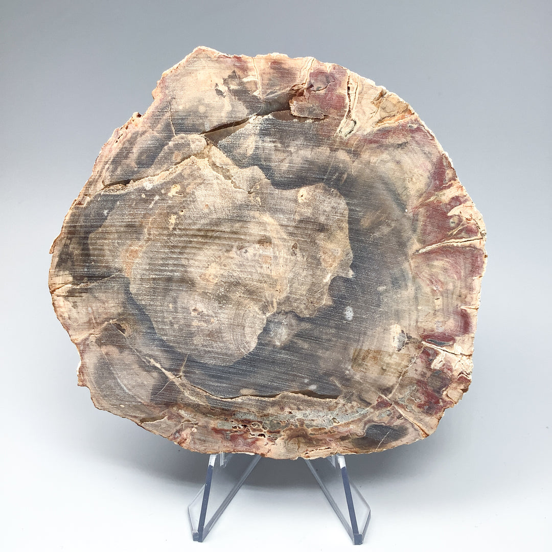 Petrified Wood Slice - Rocks and Gems Canada
