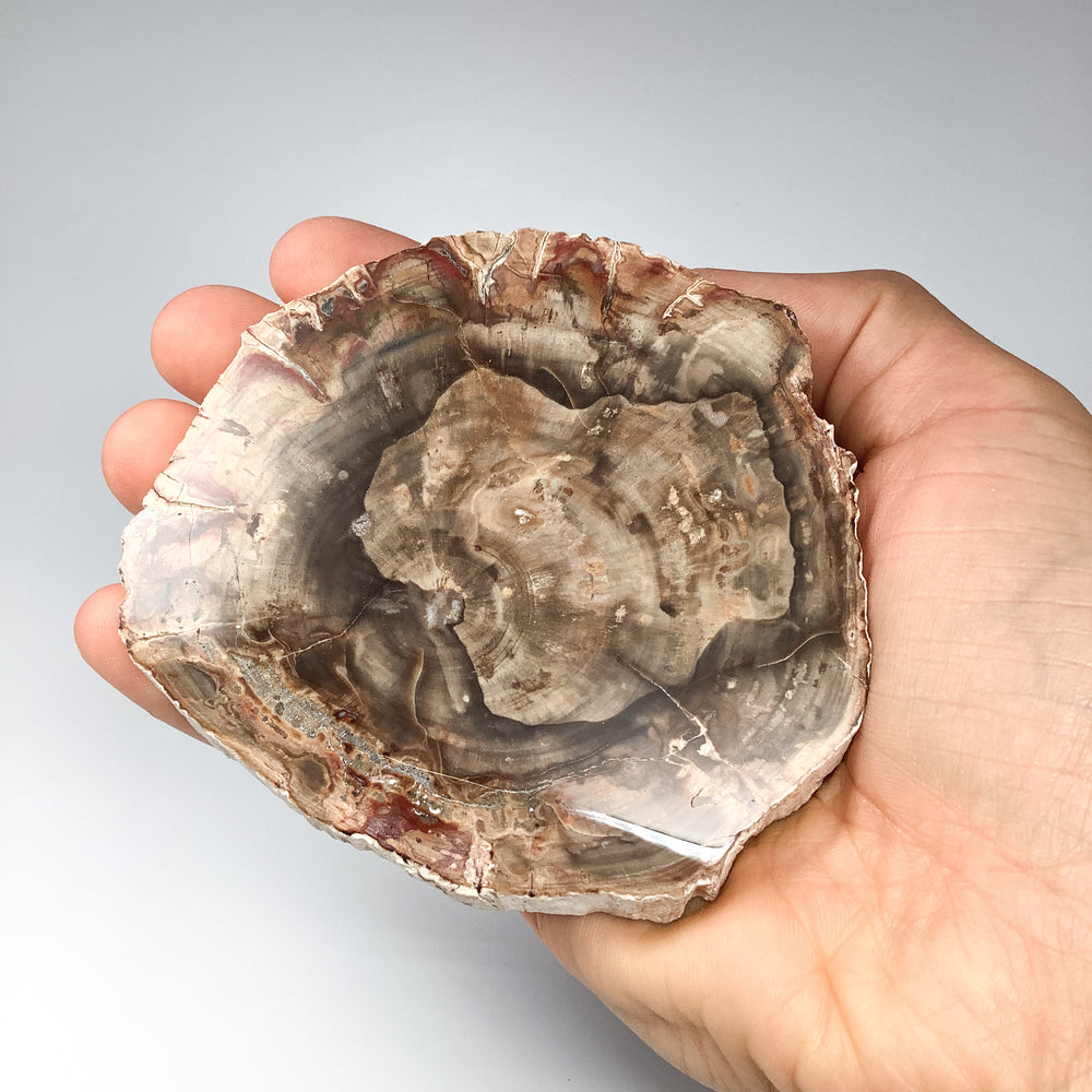 Petrified Wood Slice - Rocks and Gems Canada