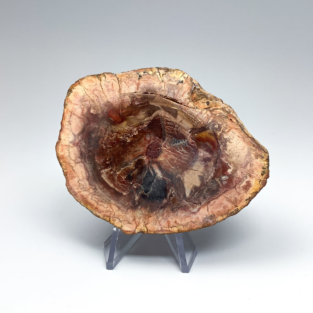 Petrified Wood Slice - Rocks and Gems Canada
