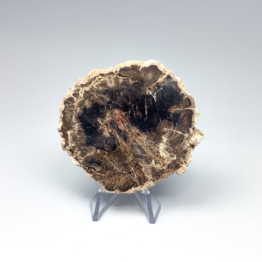 Petrified Wood Slice - Rocks and Gems Canada