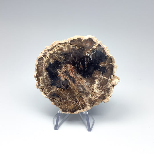 Petrified Wood Slice - Rocks and Gems Canada