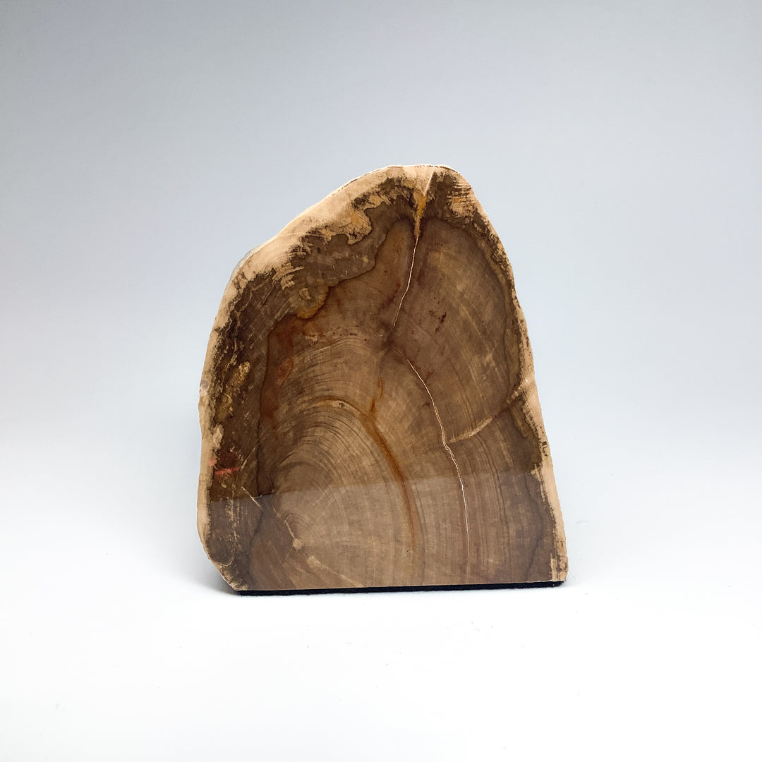 Petrified Wood Stand Up - Rocks and Gems Canada