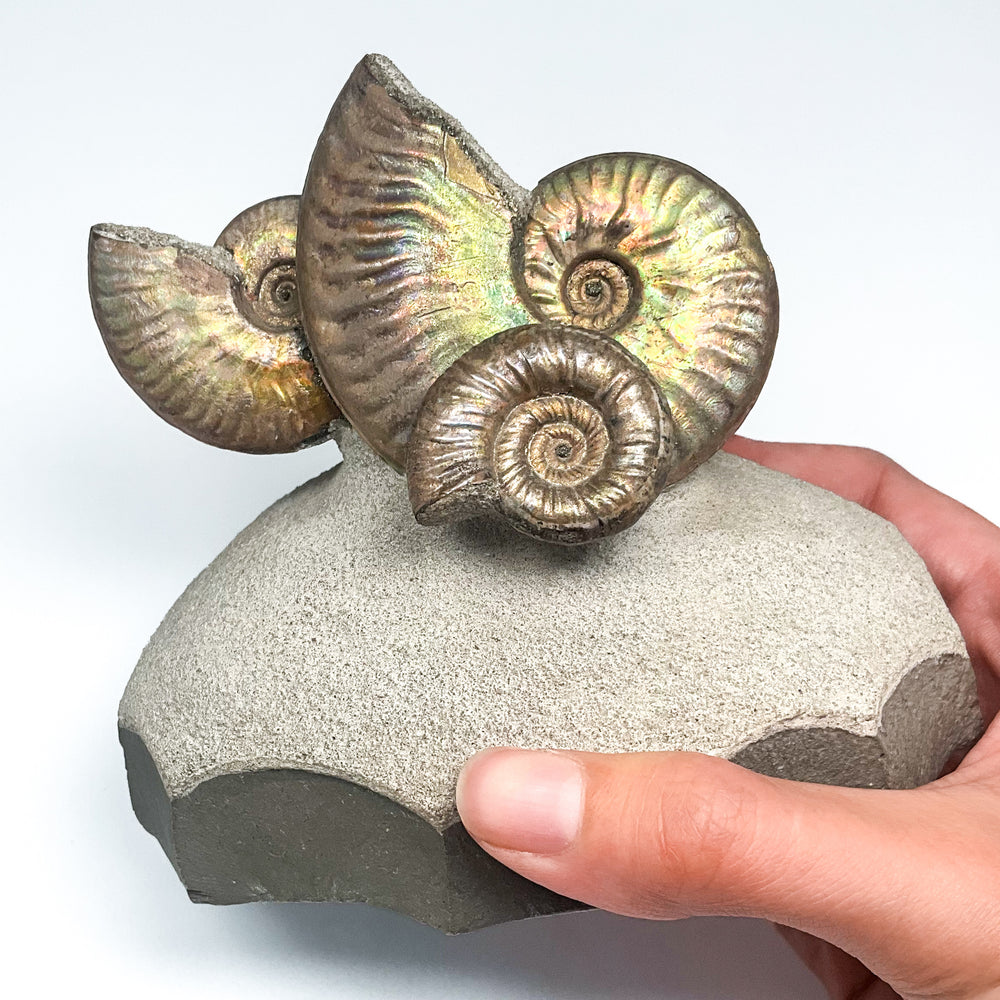 Quenstediceras Ammonite