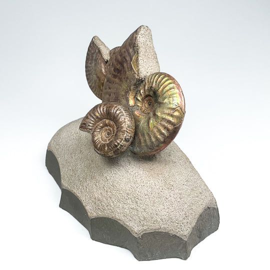 Quenstediceras Ammonite