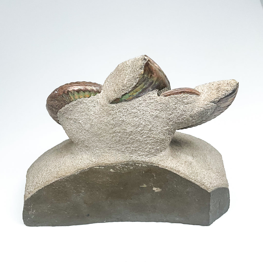 Quenstediceras Ammonite