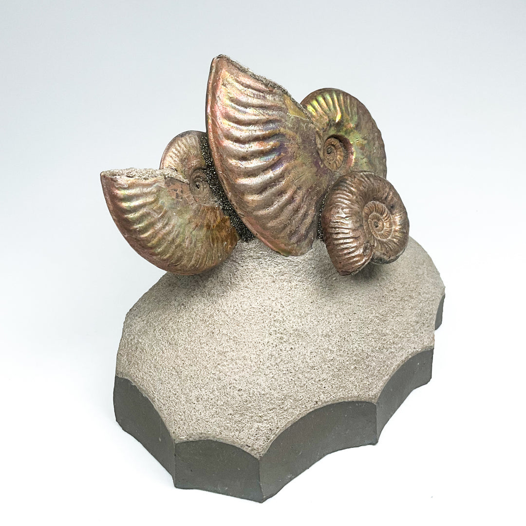Quenstediceras Ammonite