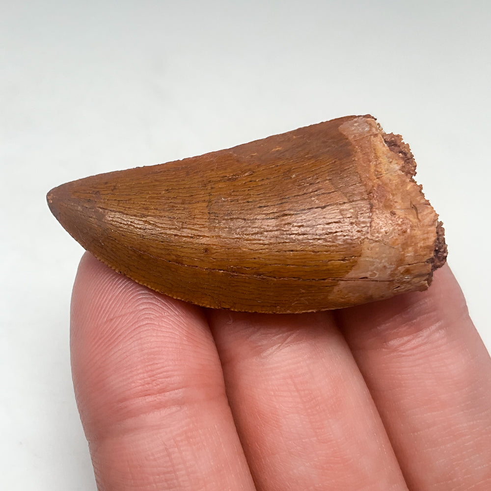 Fossilized Carcharodontosaurus Dinosaur Tooth Specimen
