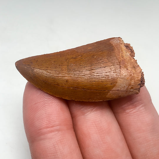 Fossilized Carcharodontosaurus Dinosaur Tooth Specimen