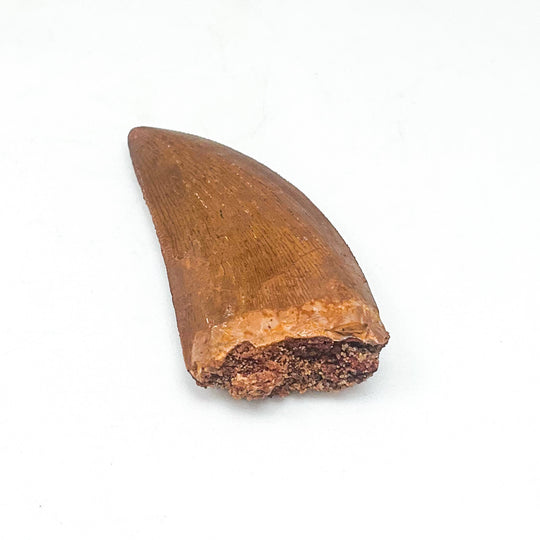 Fossilized Carcharodontosaurus Dinosaur Tooth Specimen