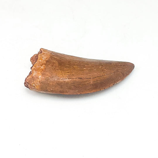 Fossilized Carcharodontosaurus Dinosaur Tooth Specimen