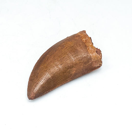 Fossilized Carcharodontosaurus Dinosaur Tooth Specimen