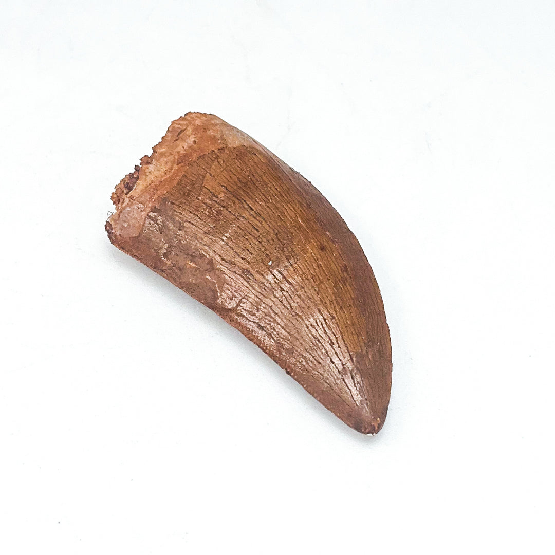 Fossilized Carcharodontosaurus Dinosaur Tooth Specimen