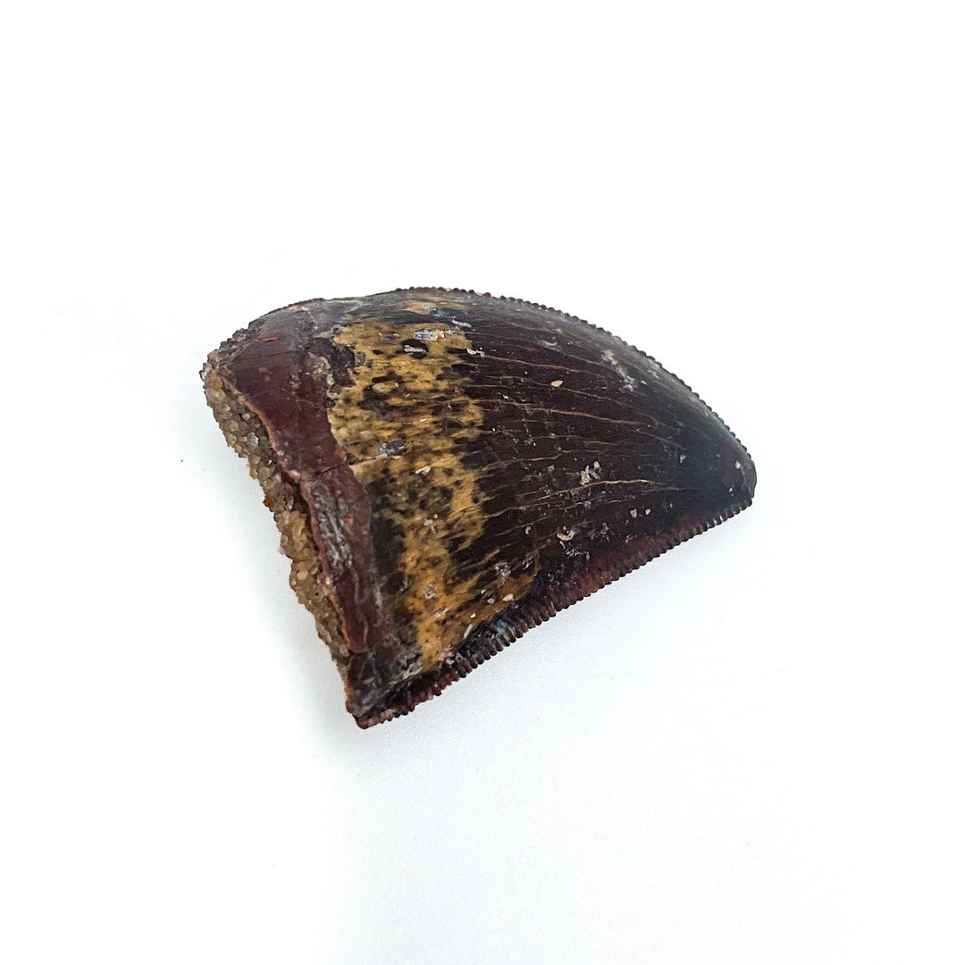 Fossilized Carcharodontosaurus Dinosaur Tooth Specimen
