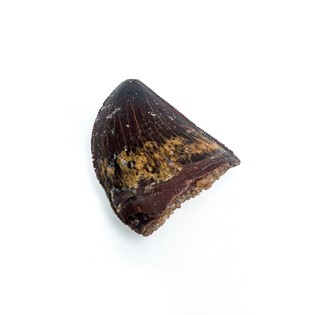 Fossilized Carcharodontosaurus Dinosaur Tooth Specimen